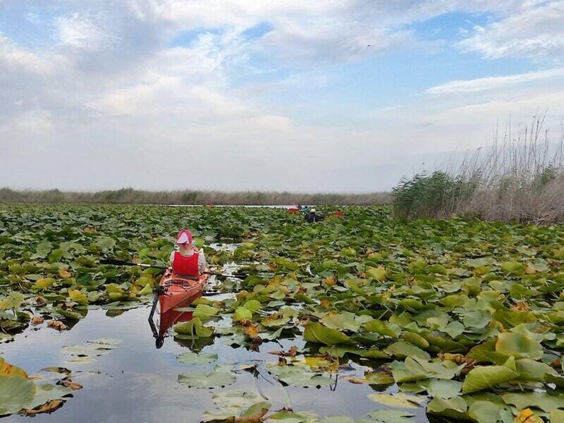 Excursie delta dunarii - printre nuferi