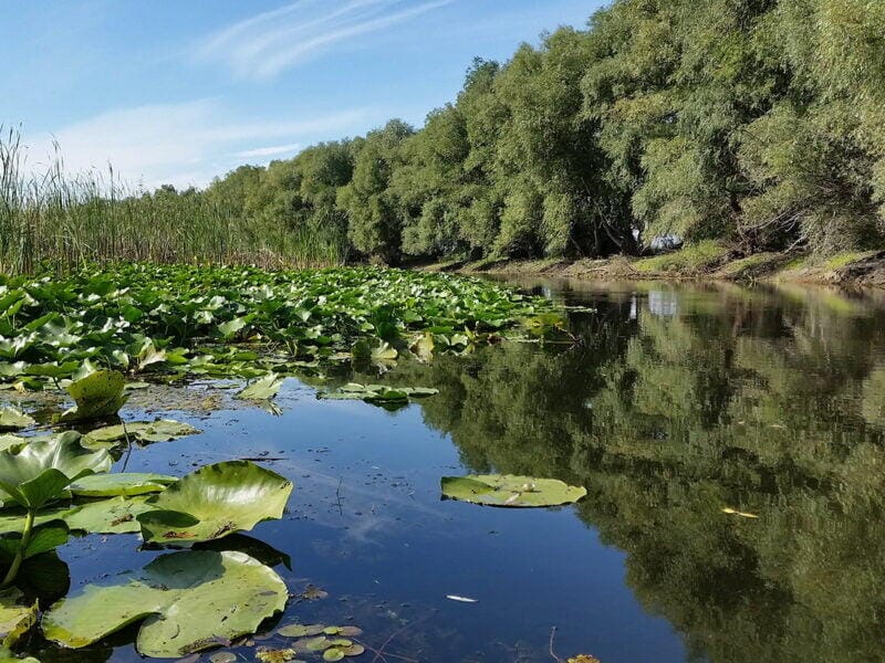 Delta Dunarii Tulcea- canal cu nuferi in Delta Superioara